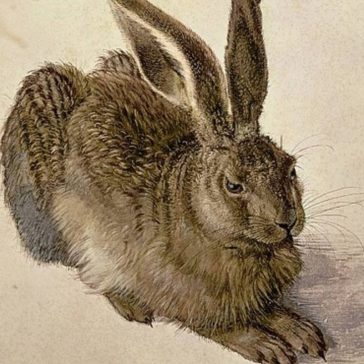 Rabbit by Albrecht Dürer